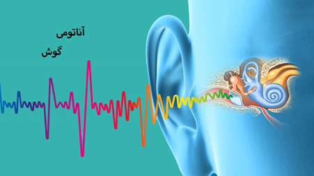 ear-anatomy آناتومی گوش