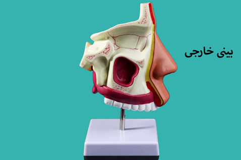 external-nose-anatomy ساختار بینی خارجی