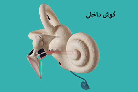 internal-ear-anatomy