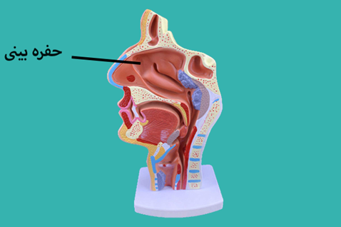 internal-nose-anatomy ساختار حفره بینی