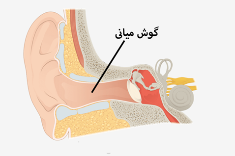 middle-ear-anatomy ساختار گوش میانی