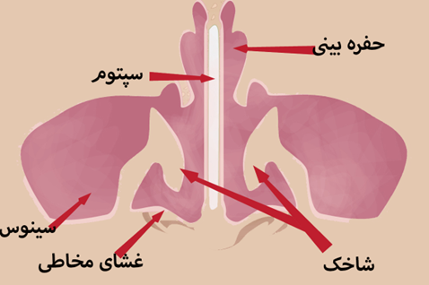 mocus-nose-anatomy غشای مخاطی بینی