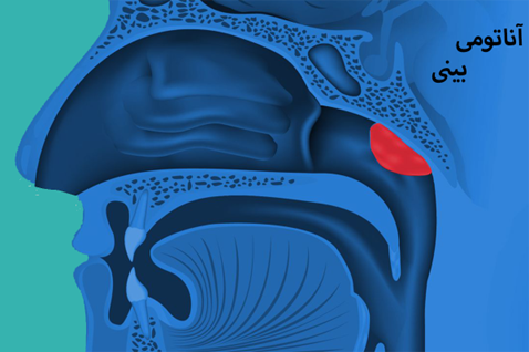 nose-anatomy ساختار بینی