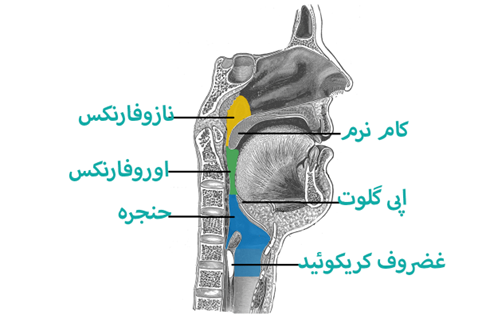 throat-anatomy-details