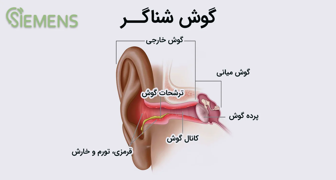 swimmers ear anatomy اینفوگرافی گوش شناگر